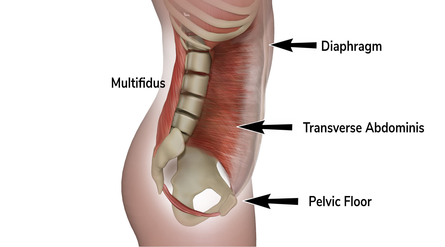Why are pelvic floor muscles important to flatten my stomach? - Yummy  Tummies